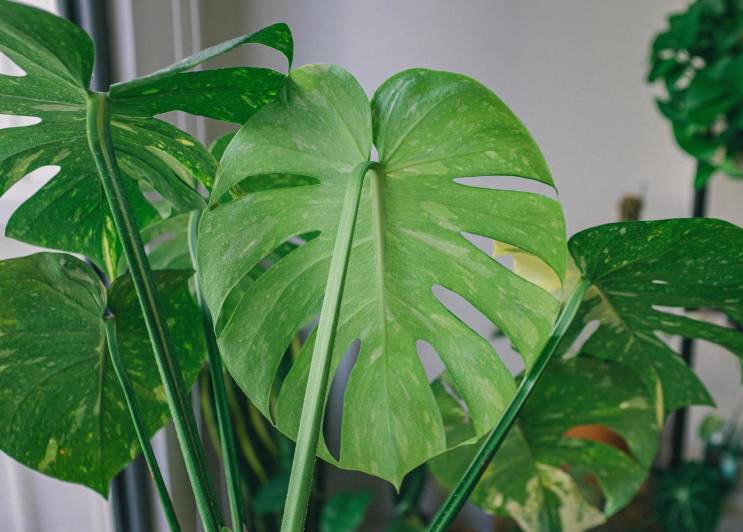ilustrasi monstera (vecteezy.com/huy.phan.2696198212)